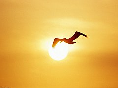 Brown Pelican, Costa Rica